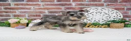 Miniature Schnauzer dogs for sale: Hadley  - Ad 1