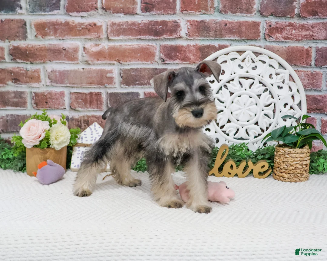 Miniature Schnauzer dogs for sale: Hadley  - Ad 1