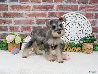 Miniature Schnauzer dogs Hadley - Ad 37