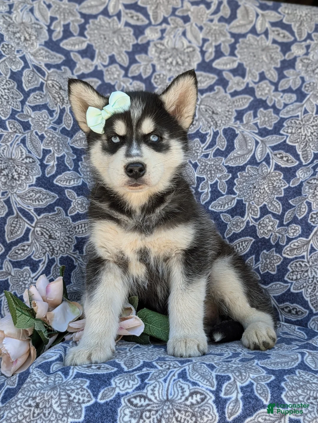 Siberian Husky dogs for sale: Kaci - Ad 2