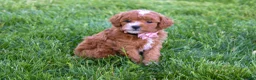 Miniature Poodle dogs for sale: Dixie 💕🐶 - Ad 12