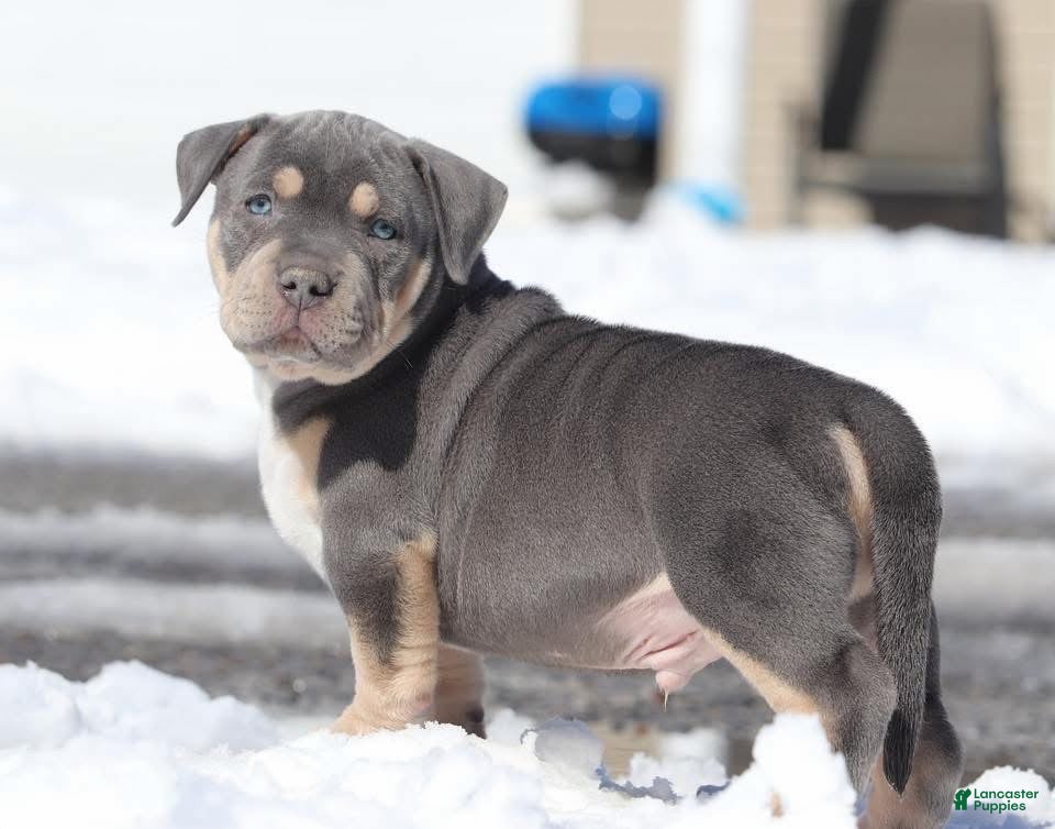 American Pit Bull Terrier dogs Rex - Ad 7
