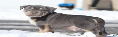 Rex
