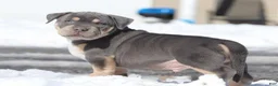 American Pit Bull Terrier dogs for sale: Rex - Ad 1