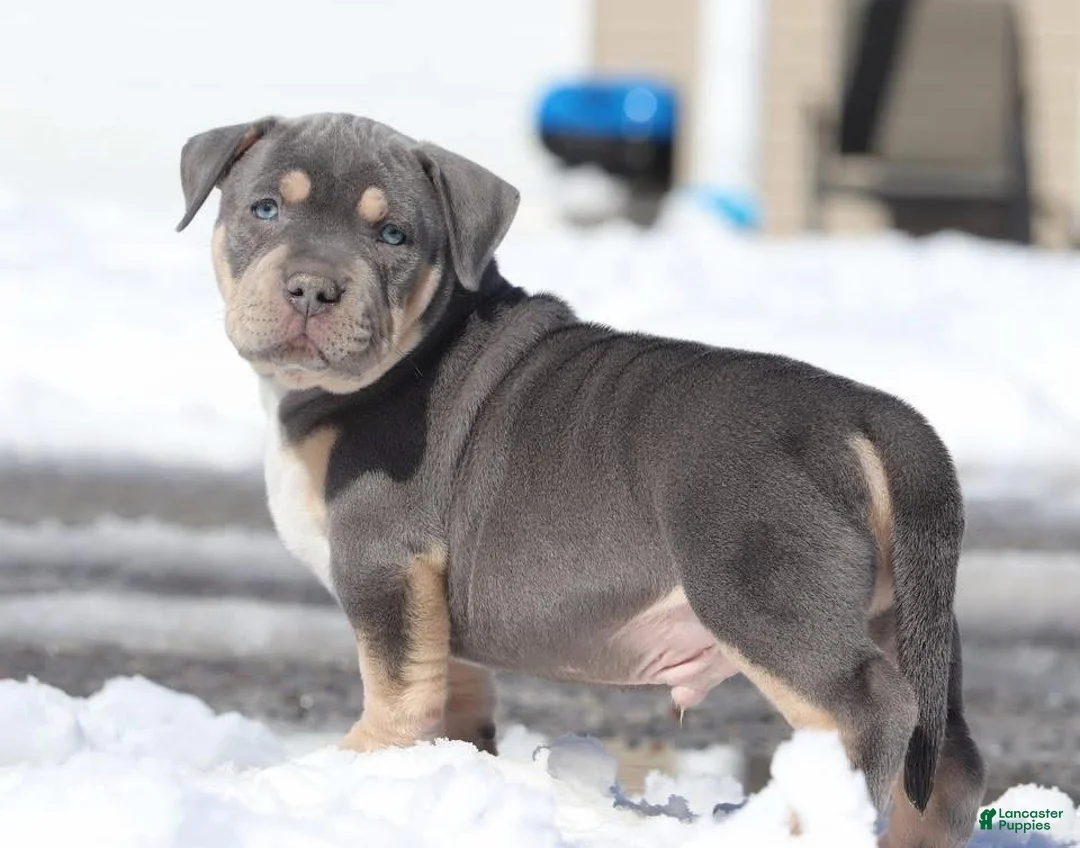 American Pit Bull Terrier dogs for sale: Rex - Ad 1