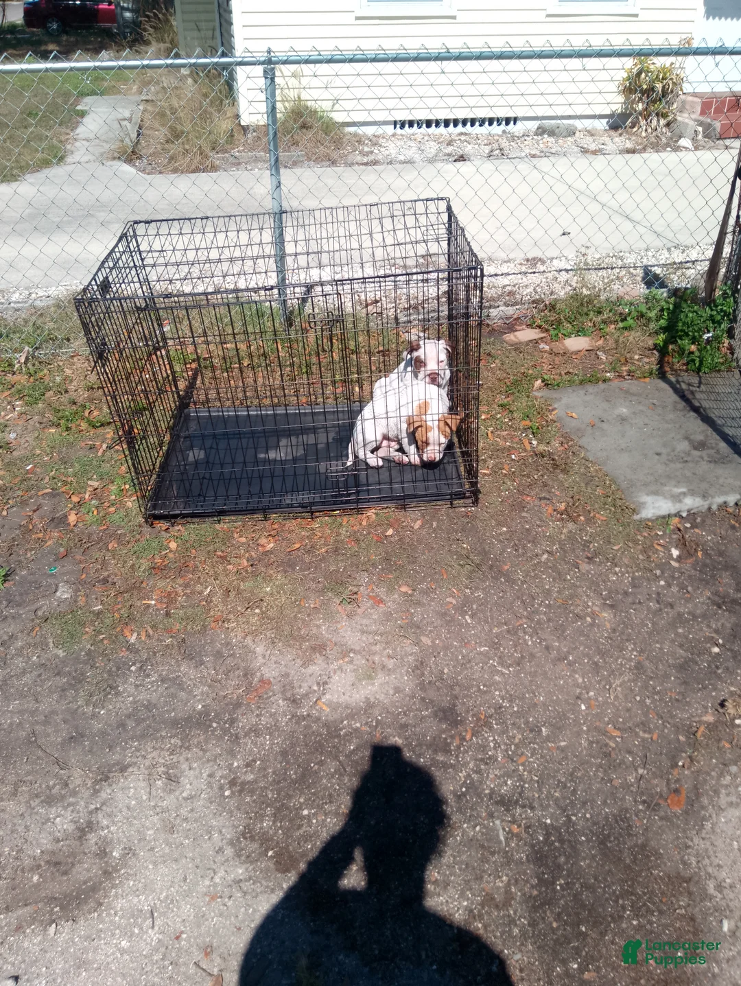 American Pit Bull Terrier dogs for sale: American Pit Bull Terrier Puppy 1 - Ad 2