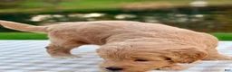 Goldendoodle dogs for sale: Oak-mini  - Ad 6