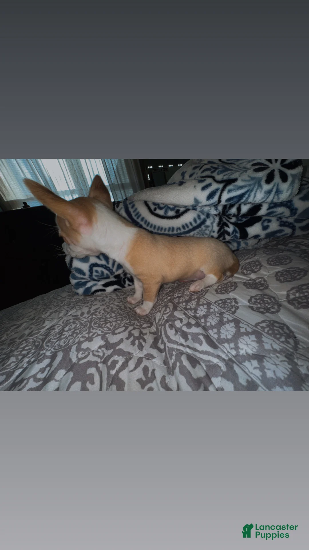 Chihuahua dogs for sale: Precious  - Ad 2