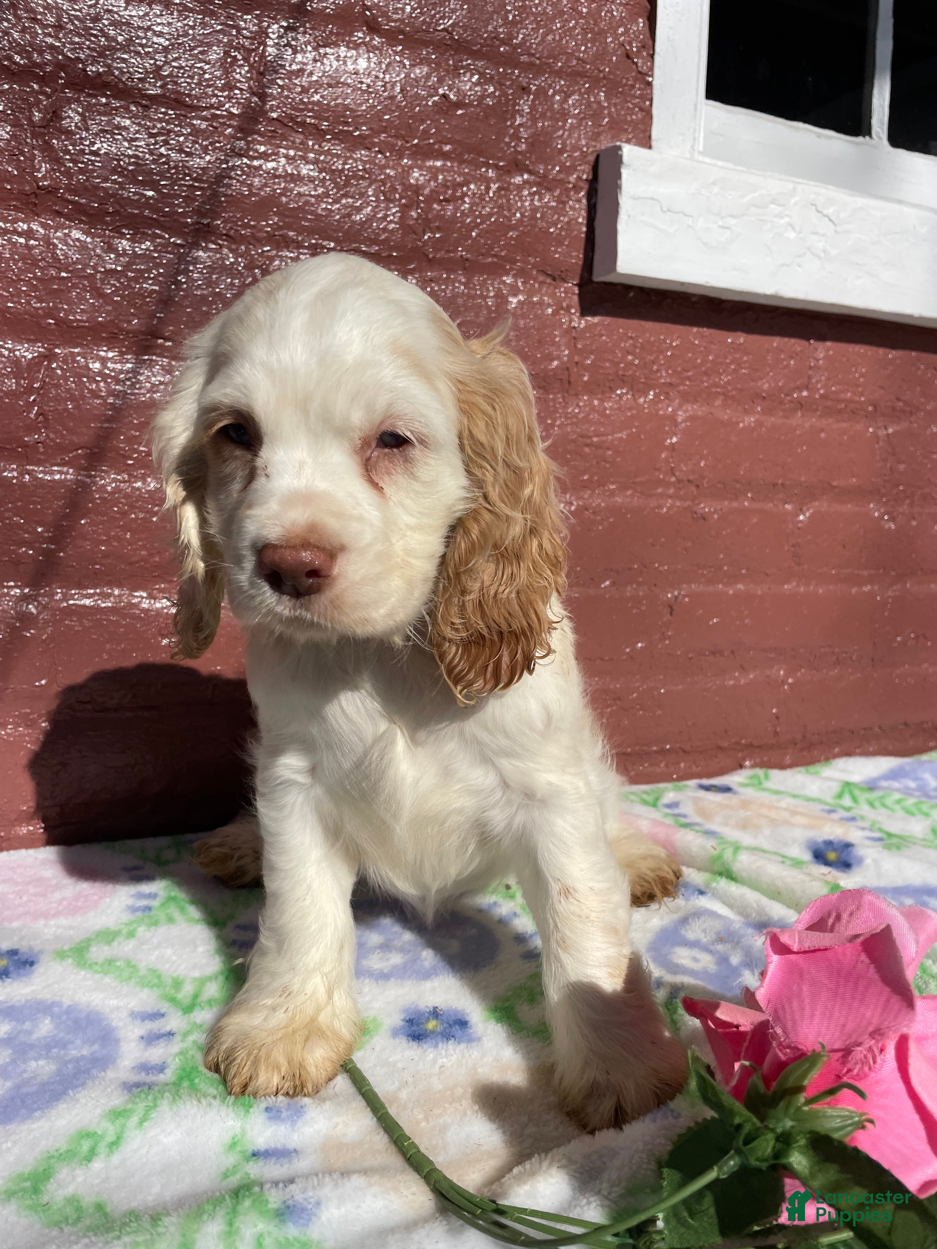 Cocker Spaniel dogs Pixie - Ad 32