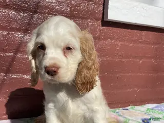 Cocker Spaniel dogs Pixie - Ad 41