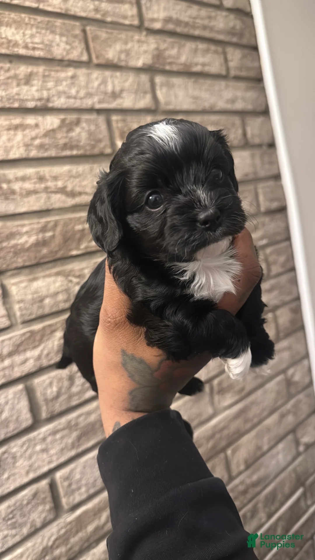 Cavapoo dogs for sale: Cavapoo Puppy 2 - Ad 1
