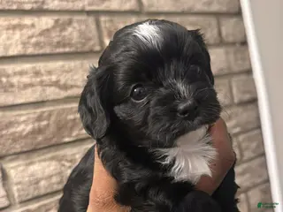 Cavapoo dogs Cavapoo Puppy 2 - Ad 21