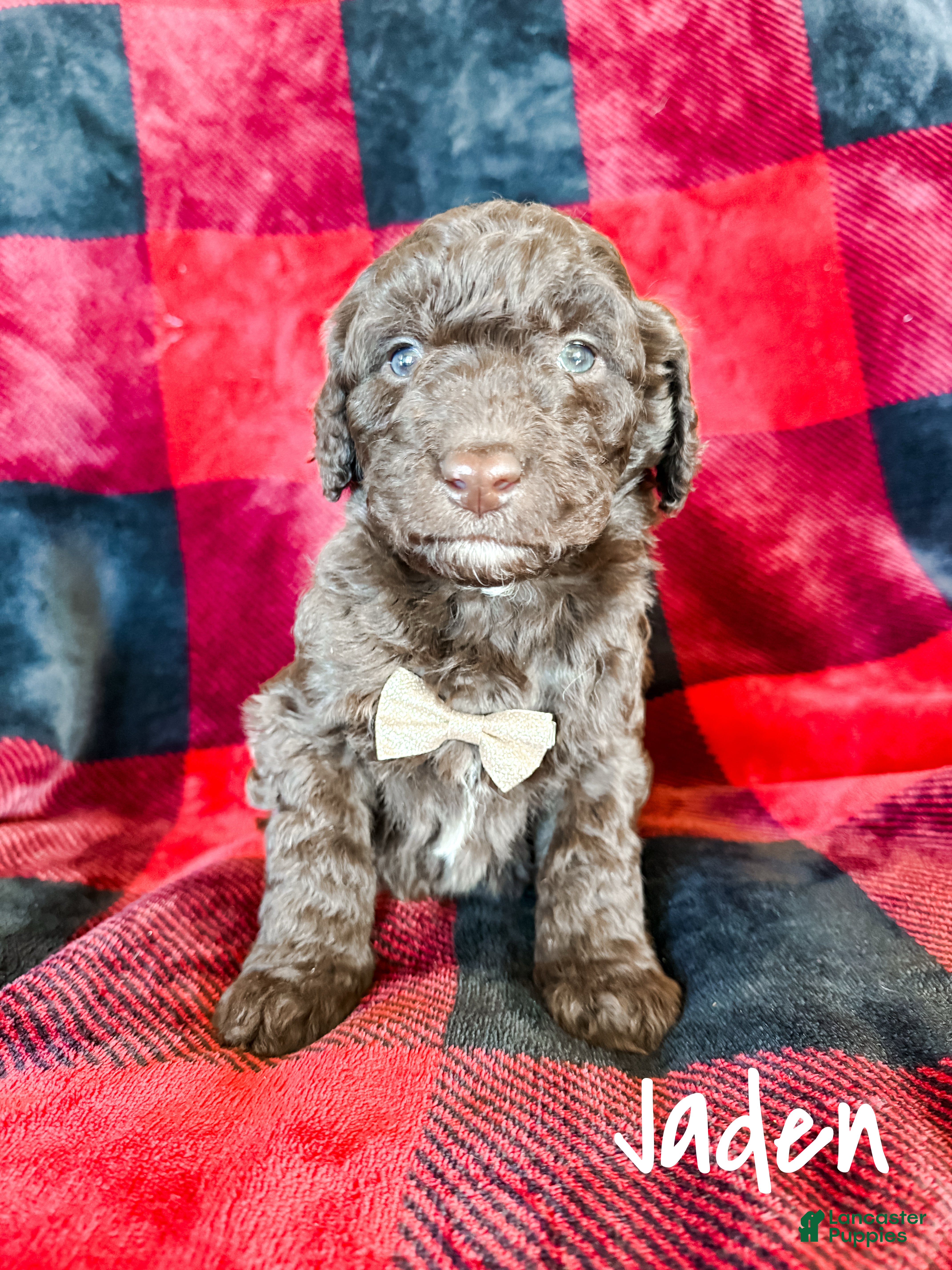 Aussiedoodle dogs Jaden - Ad 19