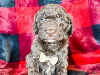 Aussiedoodle dogs Jaden - Ad 19