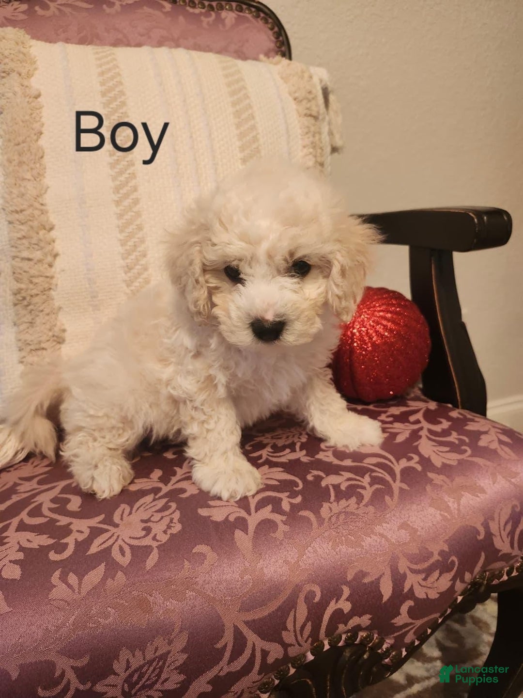 Maltipoo dogs for sale: Maltipoo Puppy 1 - Ad 1