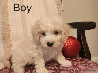 Maltipoo dogs Maltipoo Puppy 1 - Ad 6