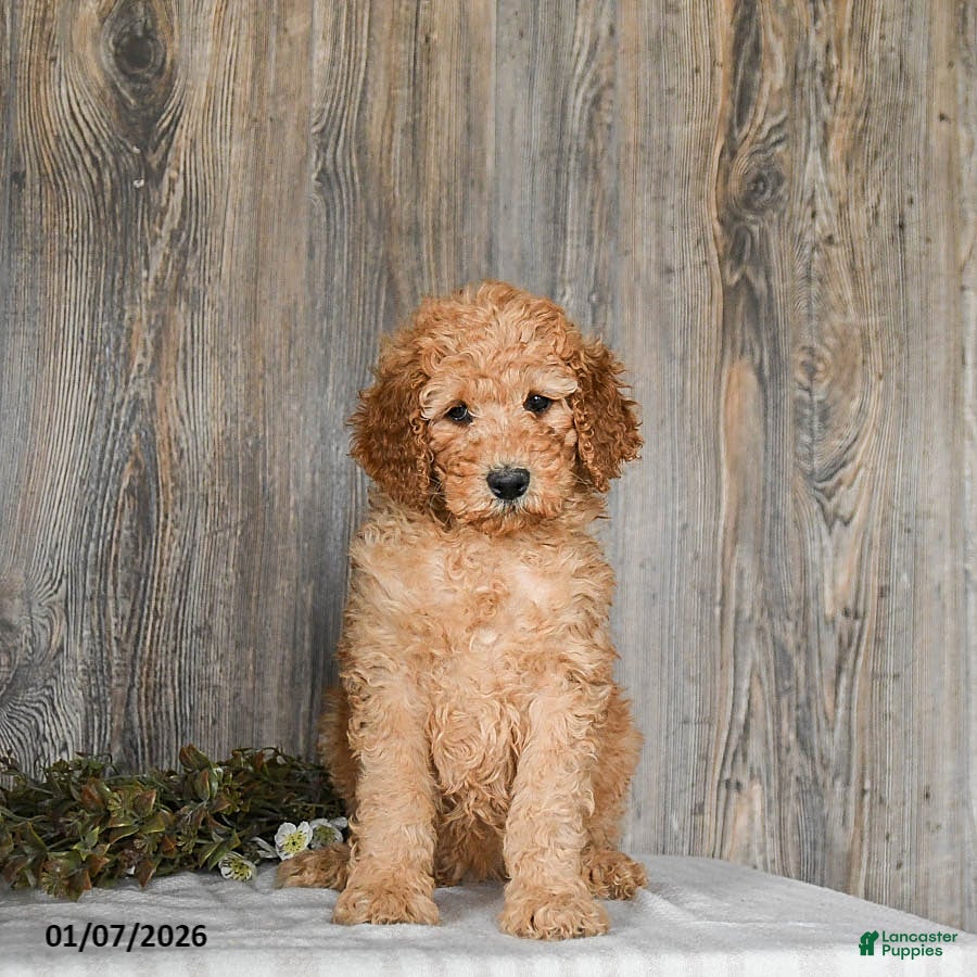 Goldendoodle dogs Ella - Ad 2