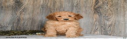 Goldendoodle dogs for sale: Ella - Ad 2