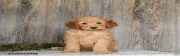 Goldendoodle dogs for sale: Ella - Ad 2