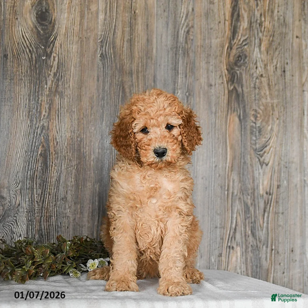 Goldendoodle dogs for sale: Ella - Ad 2