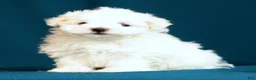 Maltese dogs for sale: Angie - Ad 7