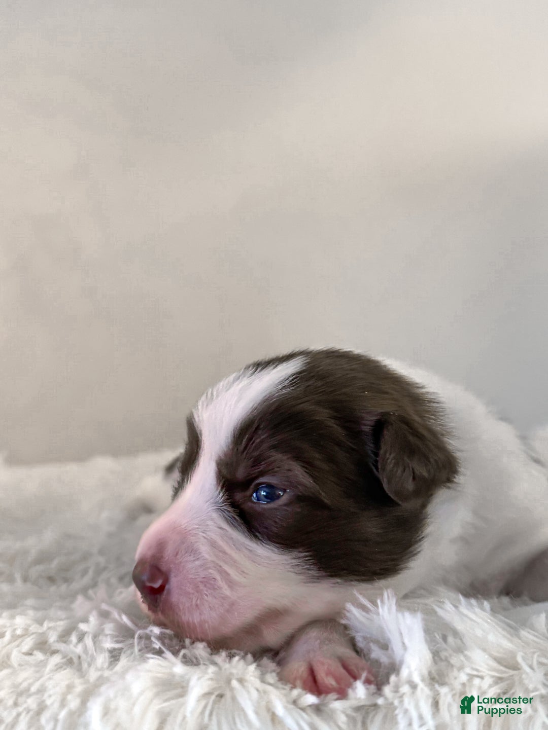 Border Collie dogs for sale: Cadillac   - Ad 3
