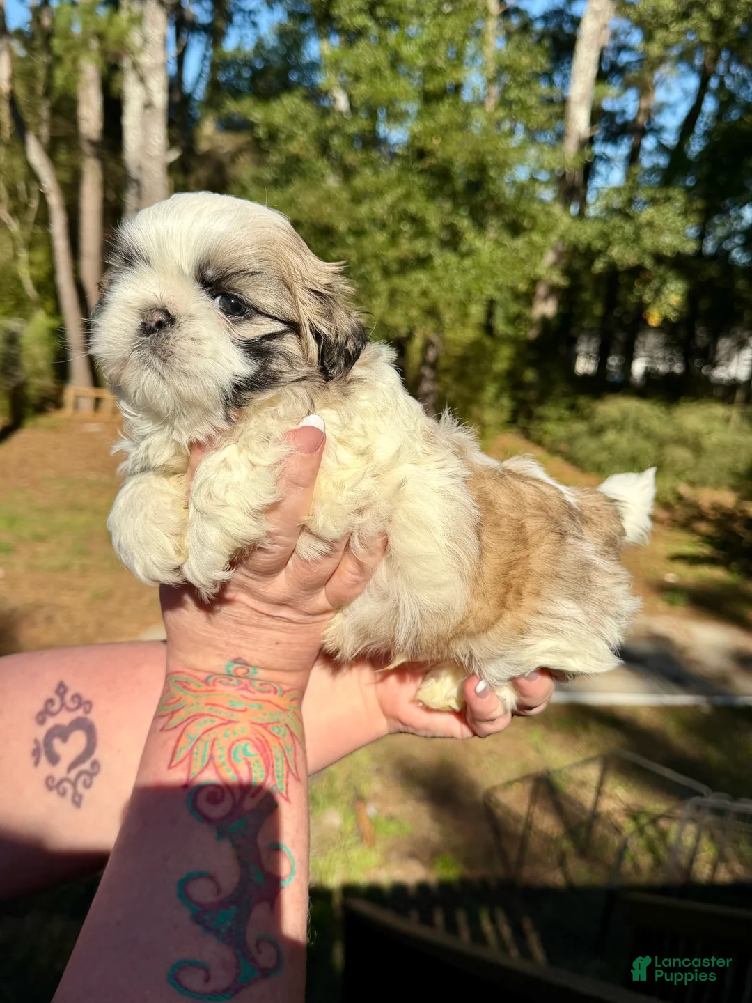 Shih Tzu dogs for sale: Prince Teddy  - Ad 2