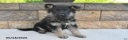 German Shepherd dogs for sale: Victor - Ad 3