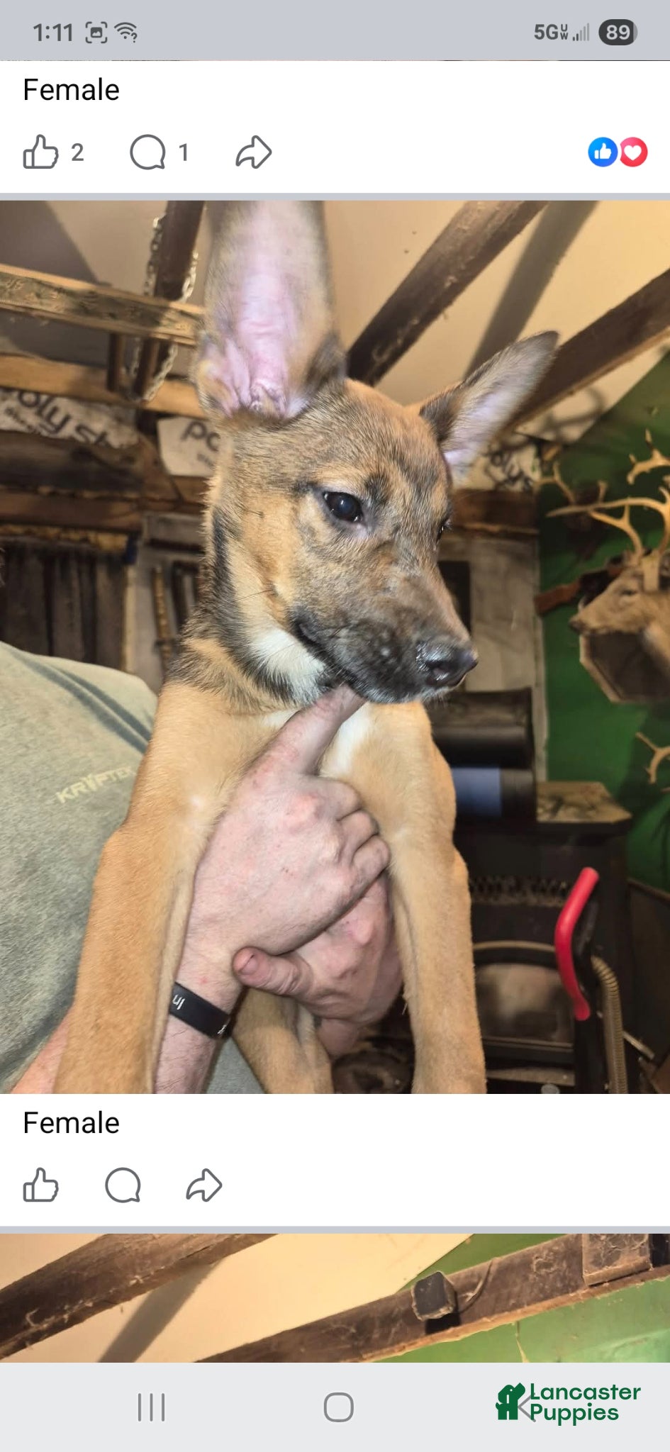 Mixed Breed dogs Mixed Breed Puppy 6 - Ad 13