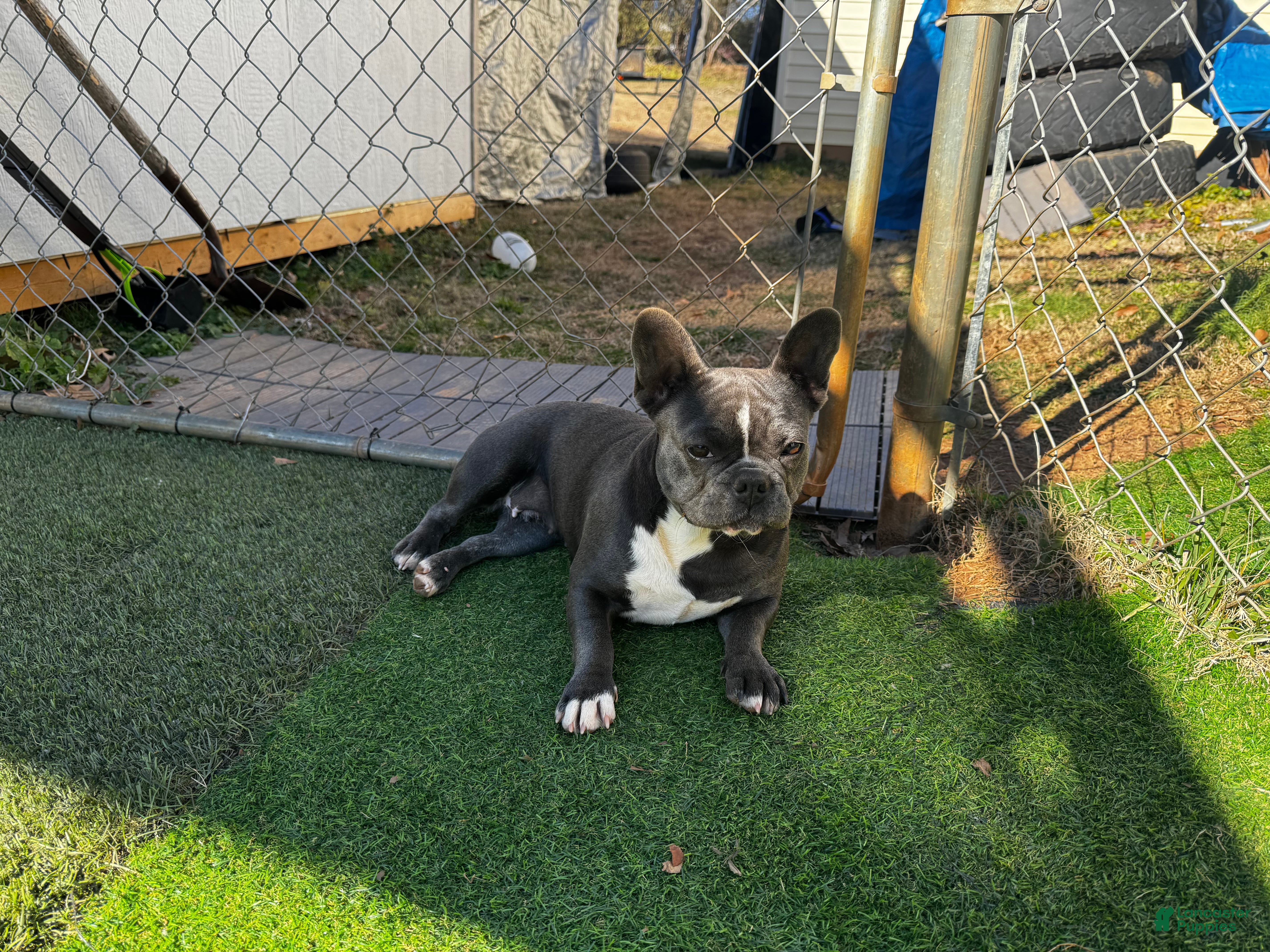 French Bulldog dogs French Bulldog Puppy 1 - Ad 22