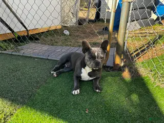 French Bulldog dogs French Bulldog Puppy 1 - Ad 22