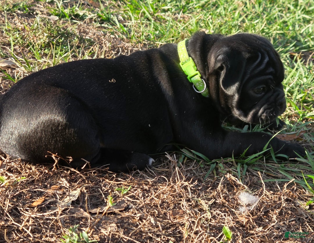 Mixed Breed dogs for sale: Winston  - Ad 4