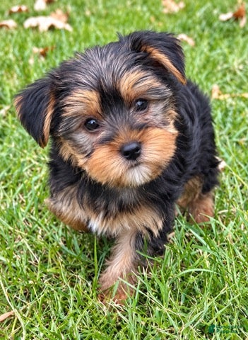 Yorkshire Terrier dogs Winston - Ad 1