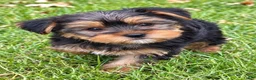 Yorkshire Terrier dogs for sale: Winston - Ad 1