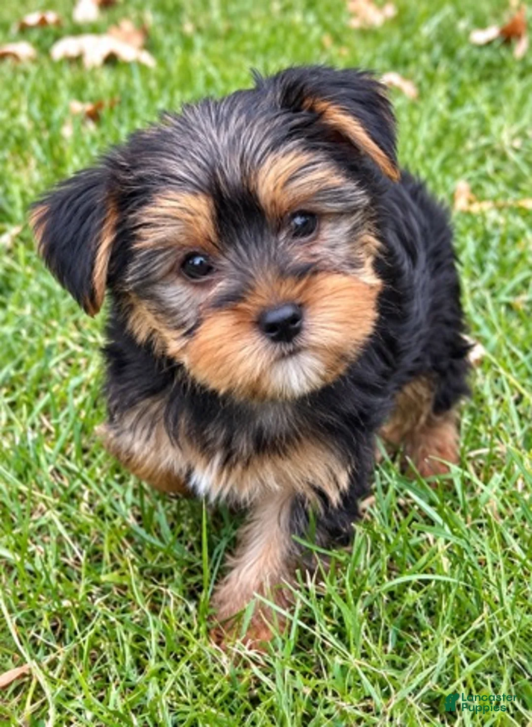 Yorkshire Terrier dogs for sale: Winston - Ad 1
