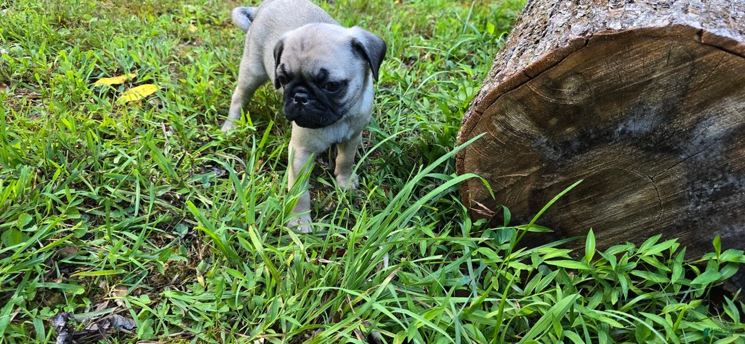 Pug dogs for sale: Dwight - Ad 6