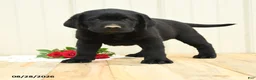 Labrador Retriever dogs for sale: Nicky - Ad 4
