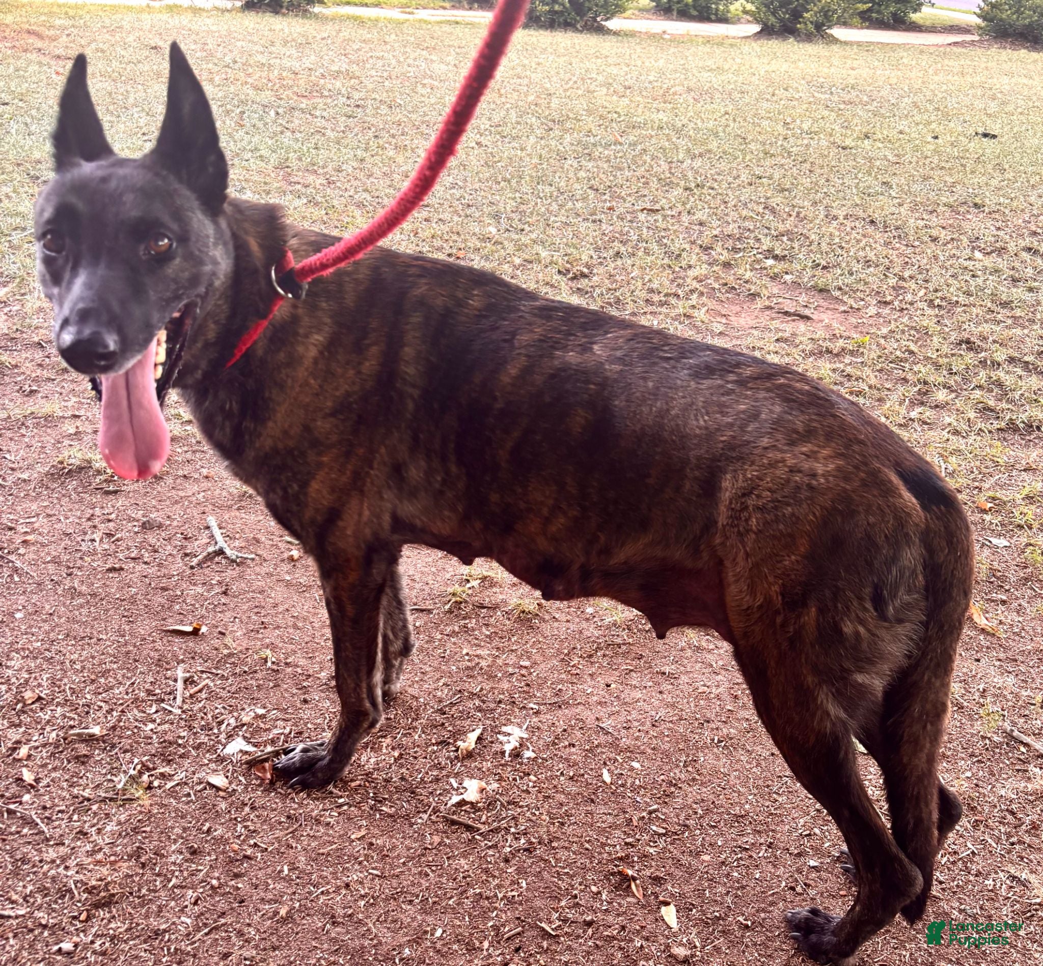 Dutch Shepherd dogs Dutch Shepherd 7 - Ad 2