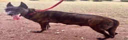 Dutch Shepherd dogs for sale: Dutch Shepherd 1 - Ad 4