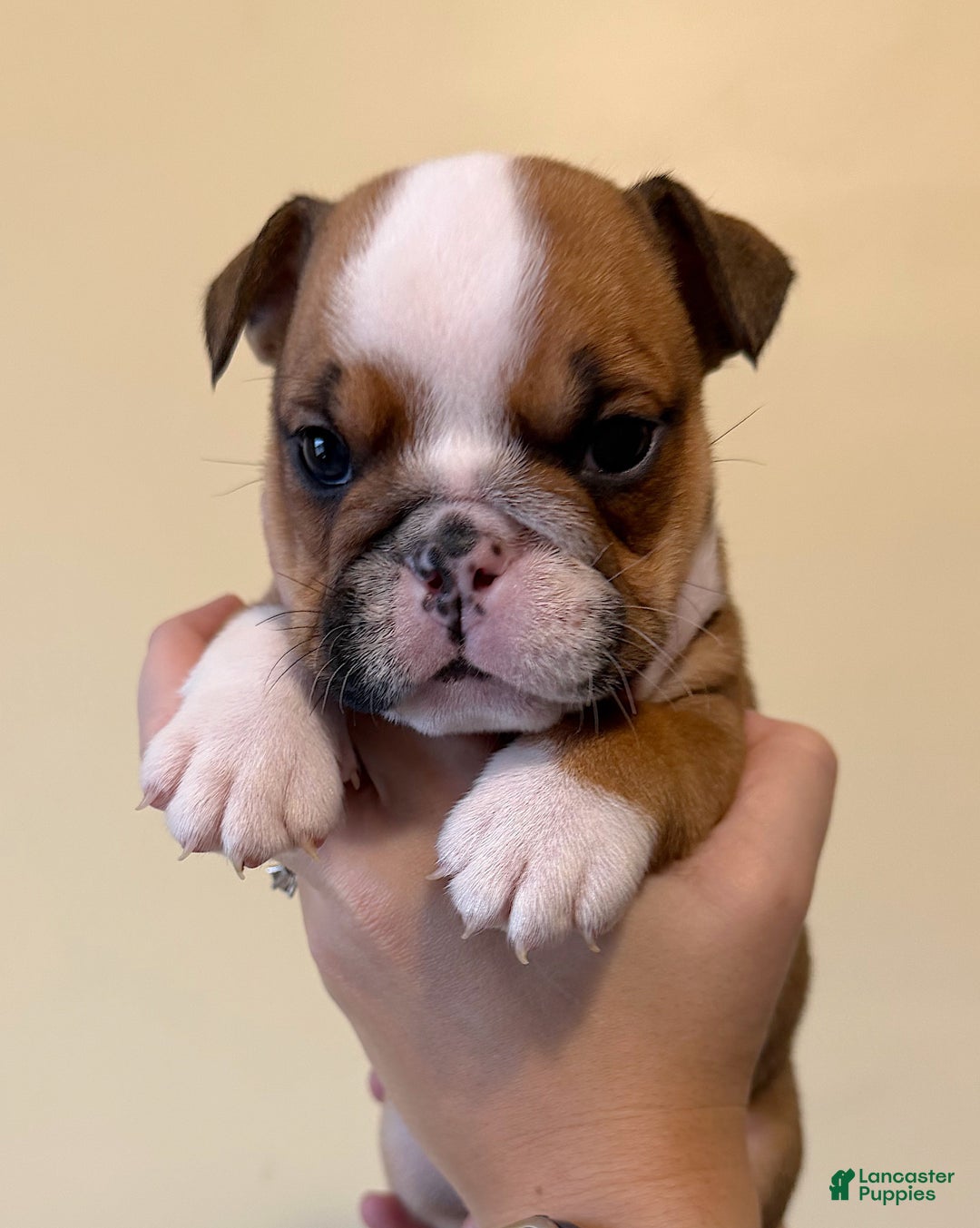 English Bulldog dogs for sale: Cookie - Ad 5