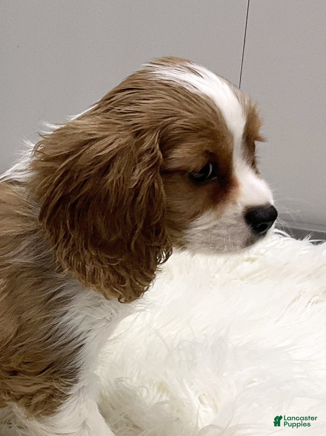 Cavalier King Charles Spaniel dogs for sale: Larry - Ad 5