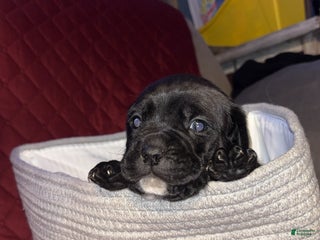 Mixed Breed dogs Onyx - Ad 31