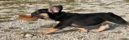 French Bulldog dogs for sale: Flynn  - Ad 12