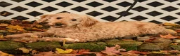Mini Goldendoodle dogs for sale: Sheila - Ad 5