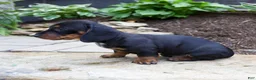 Miniature Dachshund dogs for sale: Gage - Ad 4