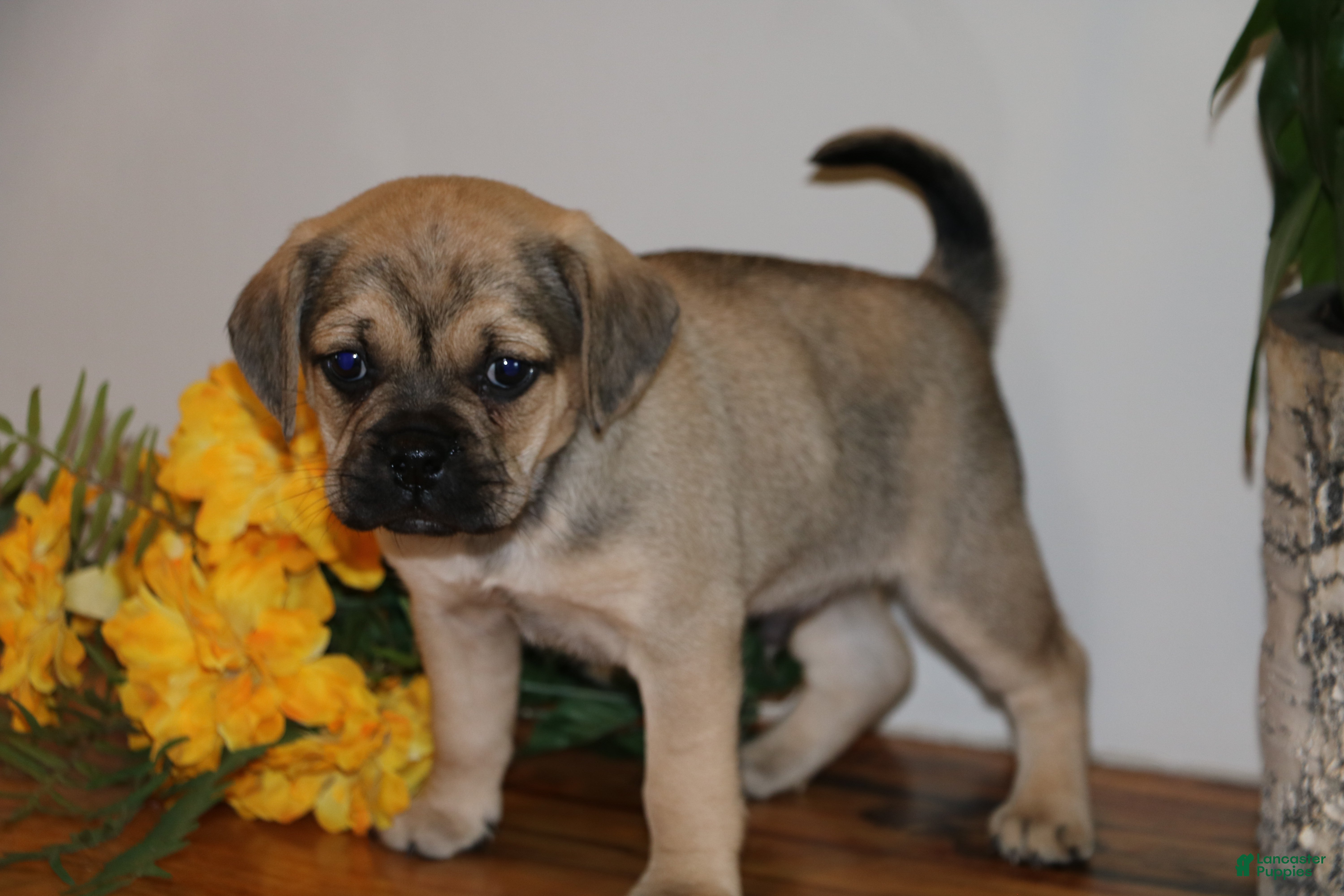 Puggle dogs Casey - Ad 6