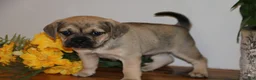 Puggle dogs for sale: Casey - Ad 1