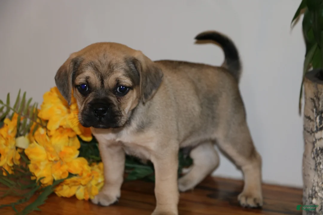 Puggle dogs for sale: Casey - Ad 1
