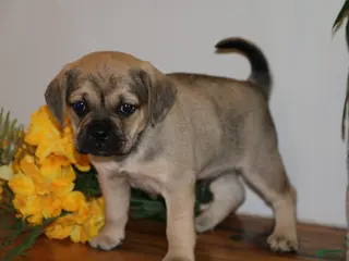 Puggle dogs Casey - Ad 11