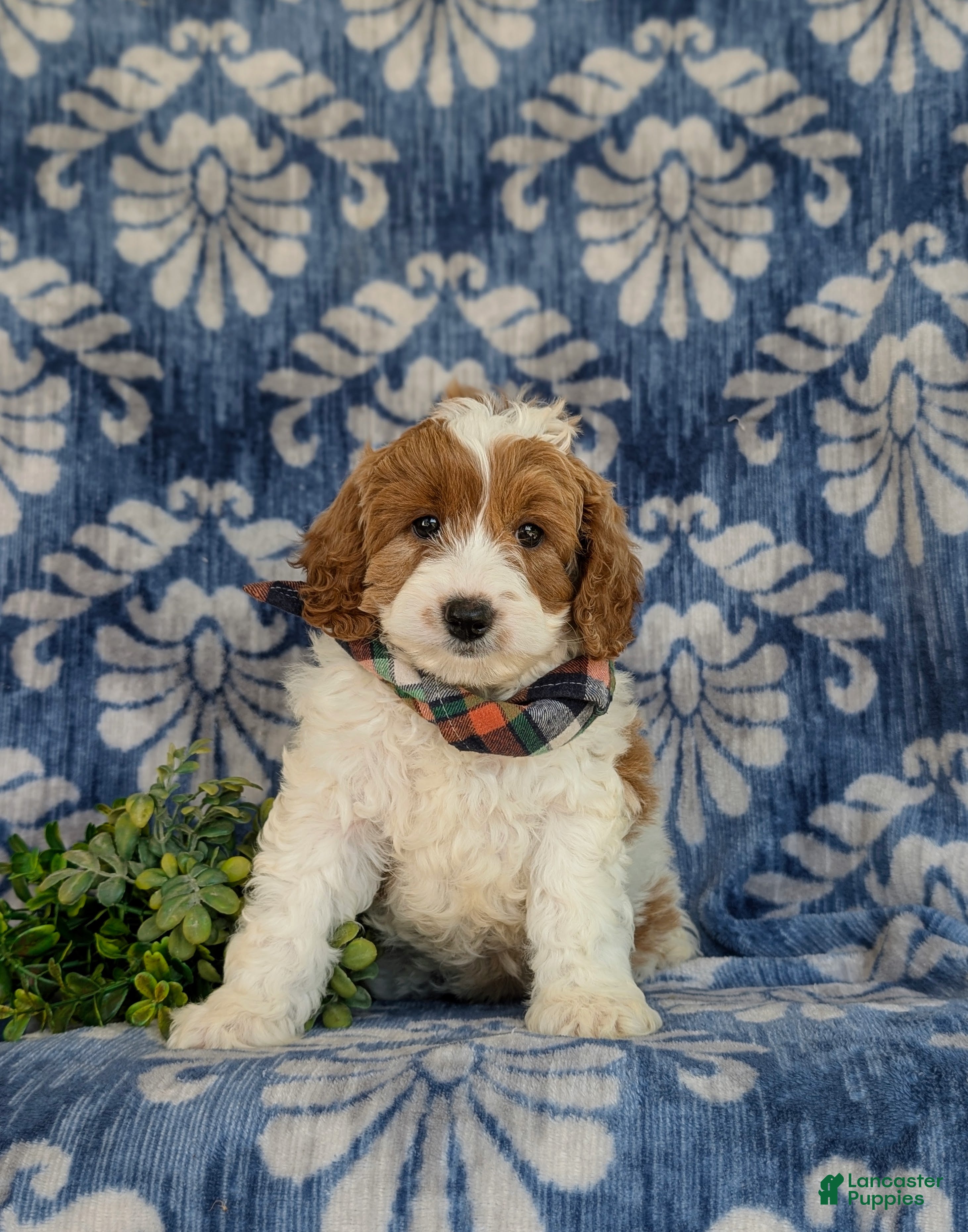Cavapoo dogs for sale: Orlando Hypoallergenic - Ad 2